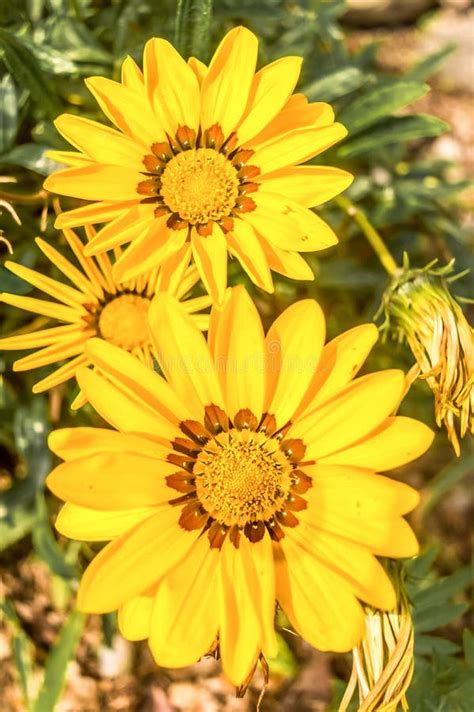 Margaridas Africanas Do Gazania Margarida Como As M Scaras Compostas