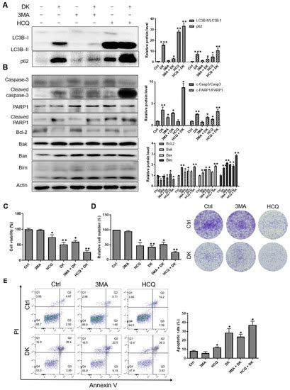 Ijms Free Full Text Dieckol Inhibits Autophagic Flux And Induces