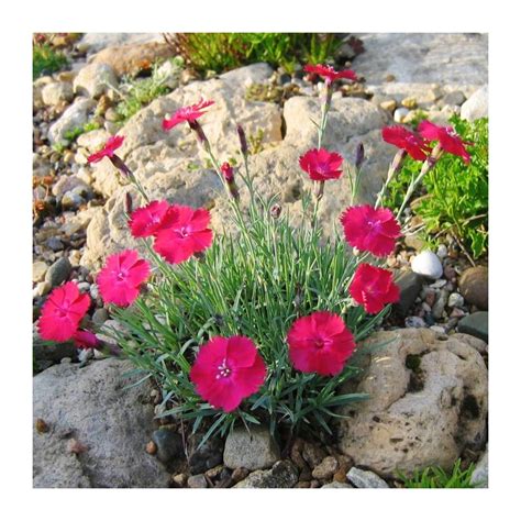 Dianthus Gratianopolitanus Badenia Karanfil