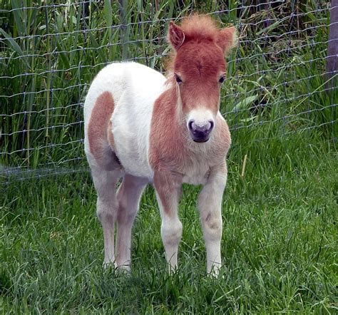 Free stock photo: Shetland Pony, Foal, Mini Pony - Free Image on ...