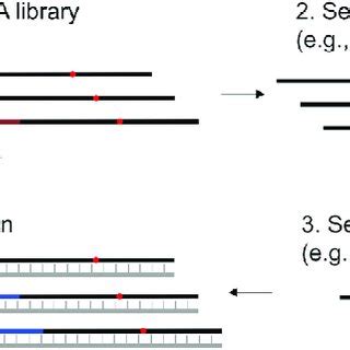 A Scheme Showing The Key Steps Of In Vitro Selection For Rna Cleaving