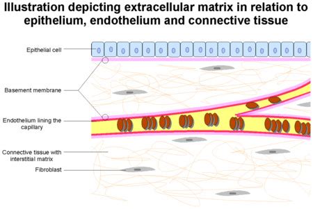 Extracellular Matrix Structure And Function