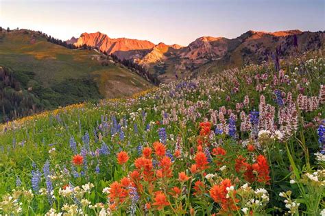 Rocky Mountains Native Plants: Expert Tips for Gardening Success