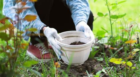 Tips For Growing Magnolias In Containers