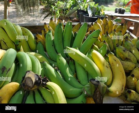 Cavendish banana tree Fotos und Bildmaterial in hoher Auflösung Alamy