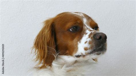 Spaniel breton Stock Photo | Adobe Stock