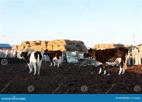 Bovine Cattle Out Of The Loop Stock Photo Image Of Cattle Hills