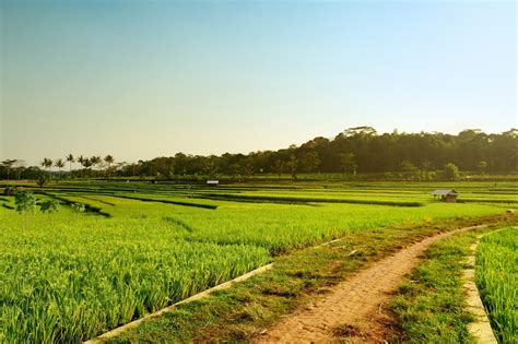 54+ Gambar Pemandangan Desa Dan Sawah