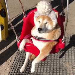 Doggo GIFs - Find & Share on GIPHY