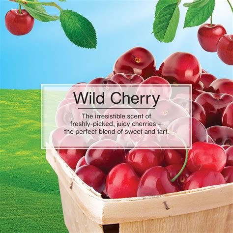 Little Trees Wild Cherry Scent Hanging Air Freshener 3 Piece