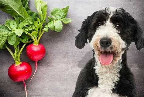 Can Dogs Eat Radishes? A Complete Guide