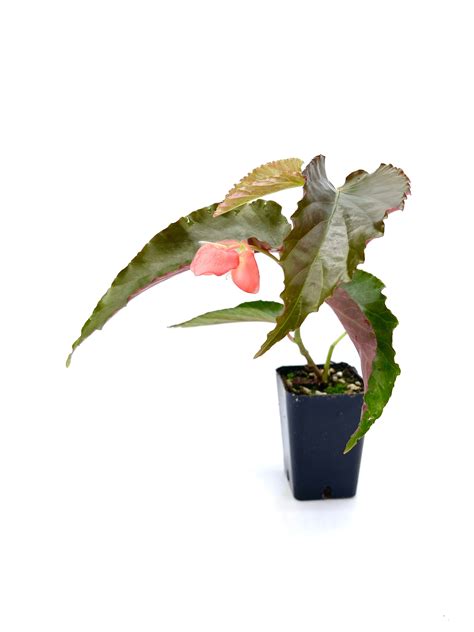 Angelwing Begonia Torch Etsy