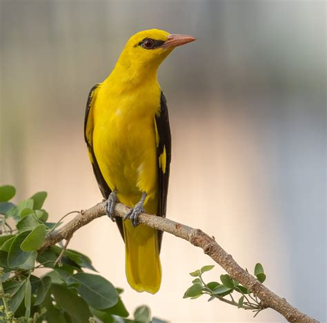 Indian Golden Oriole Endenough