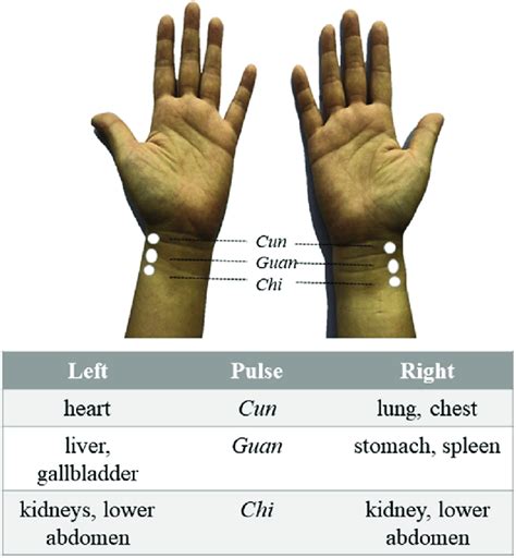 Tcm Pulse Diagnosis