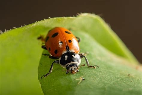 Premium Photo Ladybug Beautiful Details Of A Small Ladybug Seen