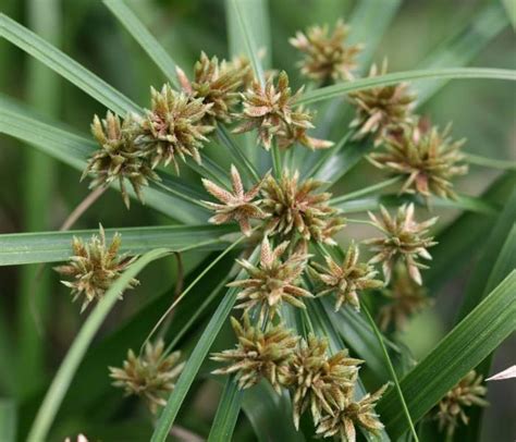 Cyperus Alternifolius