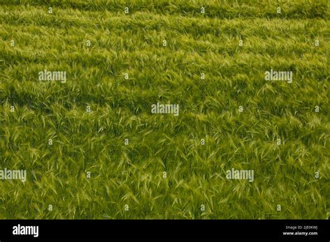 Planta De Triticale Fotograf As E Im Genes De Alta Resoluci N Alamy