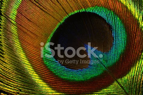 Peacock Feather Close-Up Stock Photo | Royalty-Free | FreeImages