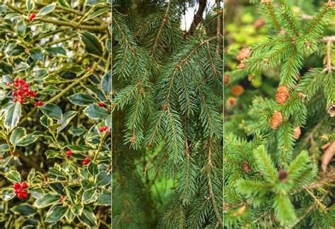 Types Of Evergreen Trees With Pictures And Identification Guide