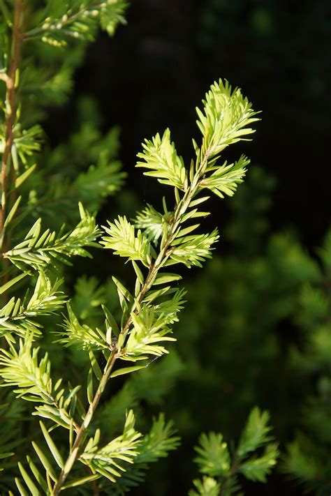 Tsuga Canadensis Pendula