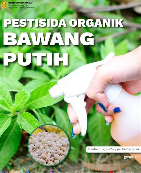 Cara Membuat Pestisida Nabati Dari Bawang Putih Tanaman Dijamin