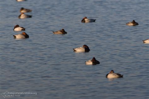 Fotografia Naturalistica Fotografie Moriglione Aythya Ferina