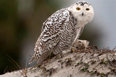 Snowy Owl Adaptations