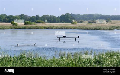 Saxmundham Suffolk 9 June 2023 Minsmere Nature Reserve Under