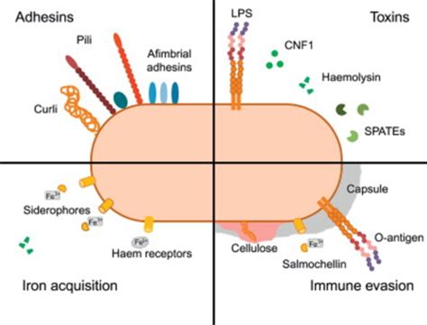 Bacterial GI Infections Flashcards Quizlet