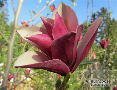 Magnolia Burgundy Spire From Burncoose Nurseries