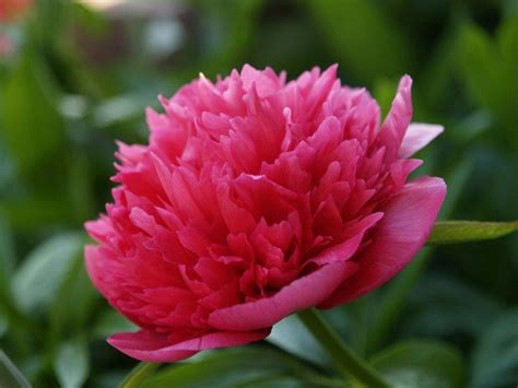 Ultimate Guide To Peony Flower Meaning Symbolism And Ting Petal