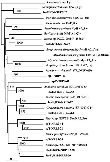 Phylogenetic Analysis Of Nrps Adenylation A Domains From