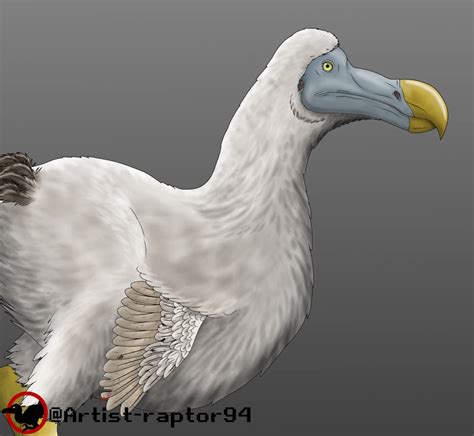 Raphus Cucullatus 2022 Reconstruction By Artist Raptor94 On Deviantart