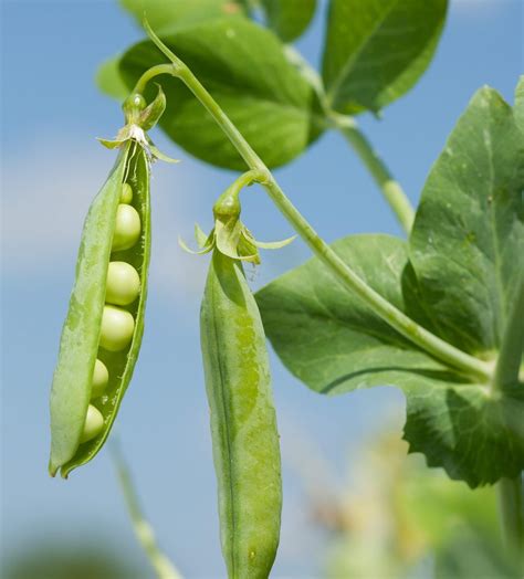 Peas - Shelling Pea -(Pisum sativum) Alderman - Tall Telephone Green P