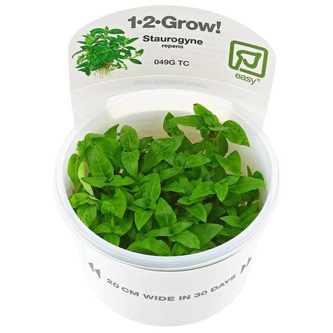 Staurogyne repens | Aquasabi - Aquarium Shop