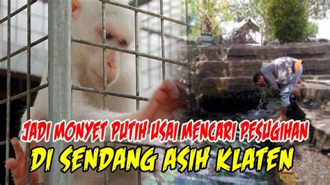 Cerita Misteri Kisah Nyata Jadi Monyet Putih Usai Mencari Pesugihan