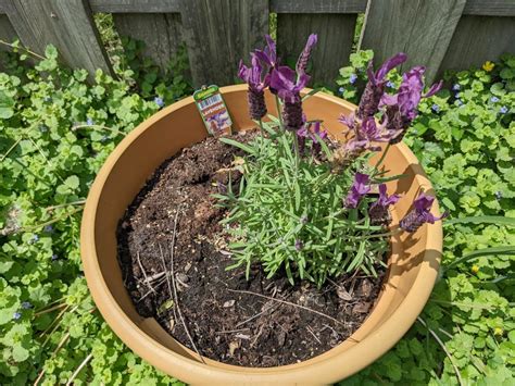 Lavender Turning Brown 7 Reasons And Solutions To Save Your Plant