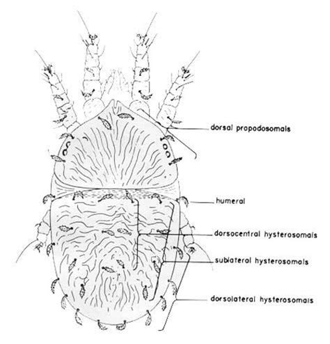 A False Spider Mite Brevipalpus Californicus Banks