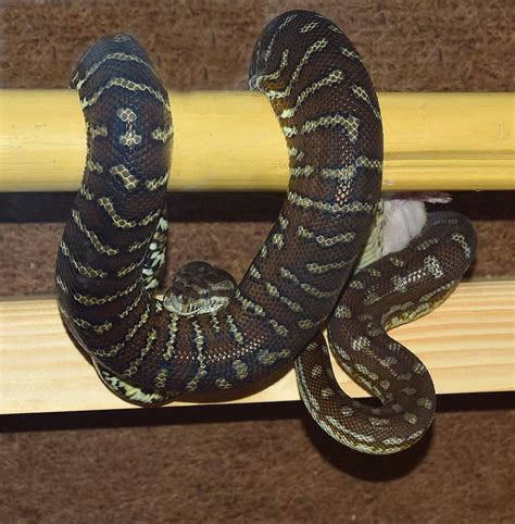 Carpet Ball Python Hybrid Carpet Vidalondon