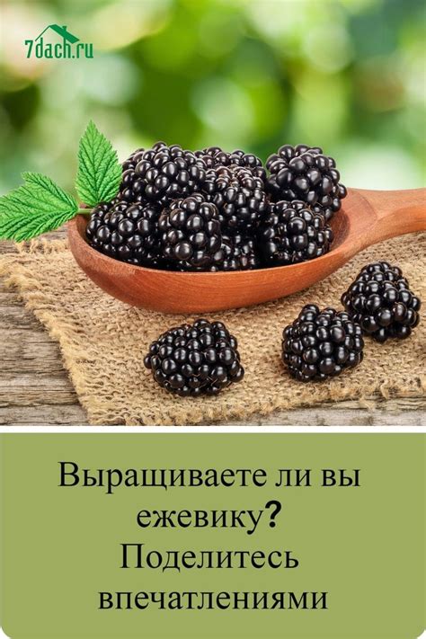 Выращиваете ли вы ежевику? Поделитесь впечатлениями
