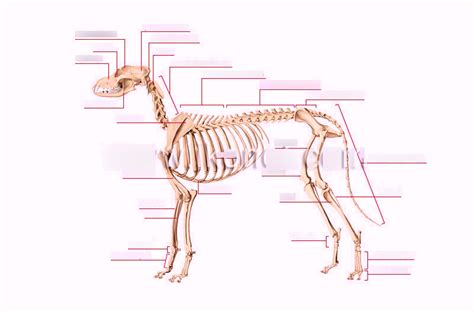 Dog Skeleton Diagram | Quizlet