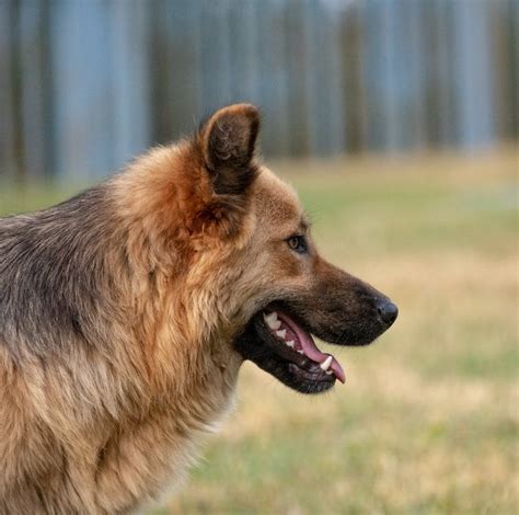 Side View of a German Shepherd Outside · Free Stock Photo