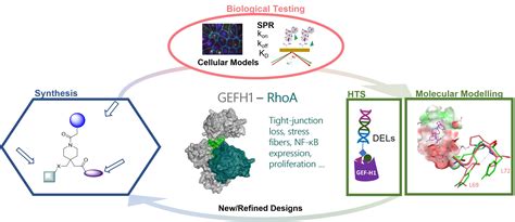 Drugs disrupting the RhoA – GEFH1 interaction for ocular disorders ...