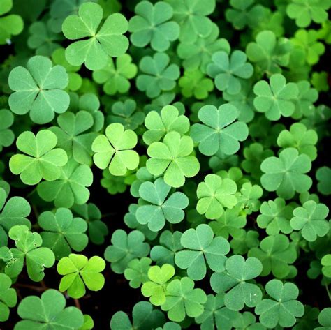 Shamrock vs Clover: What's the Difference?