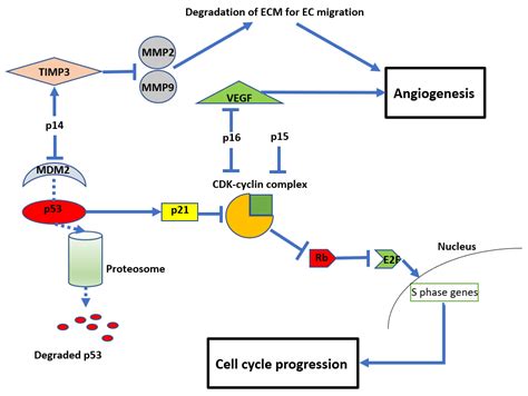 CIMB Free Full Text CDKN2A B Homozygous Deletions In Astrocytomas