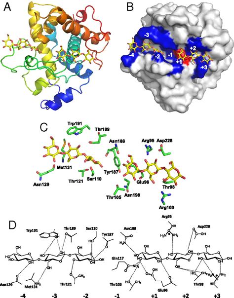 Structural Insights Into A Unique Cellulase Fold And Mechanism Of