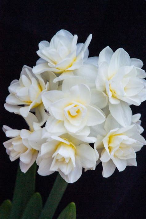 Some White Flowers With Yellow Centers On A Black Background