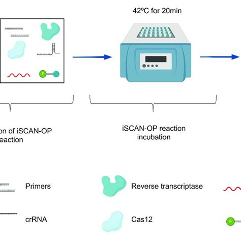 Pdf Efficient Rapid And Sensitive Detection Of Plant Rna Viruses With One Pot Rt Rpacrispr