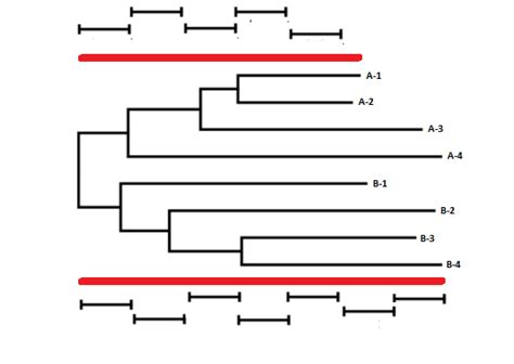 How To Read A Phylogenetic Tree Researchgate