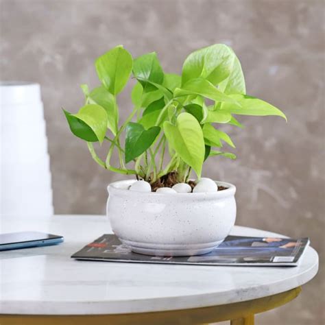 15 Amazing Benefits Of Money Plant You Need To Know